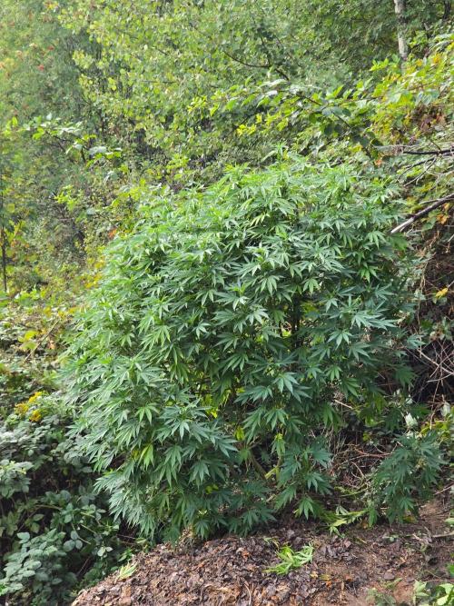 Outdoor like in the good old days. Week 24