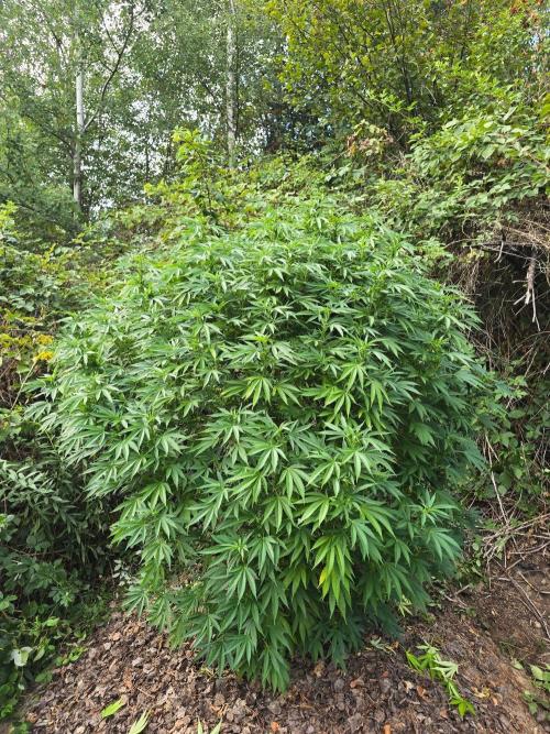 Outdoor like in the good old days. Week 24