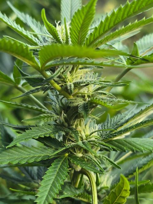 Outdoor like in the good old days. Week 26
