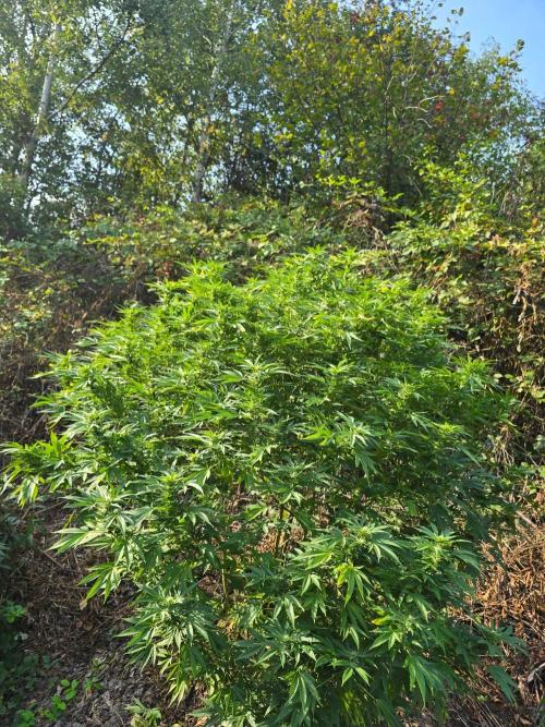 Outdoor like in the good old days. Week 26