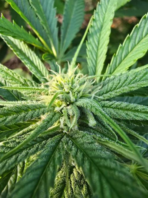 Outdoor like in the good old days. Week 26