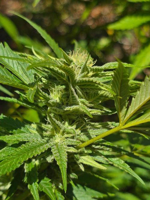 Outdoor like in the good old days. Week 27