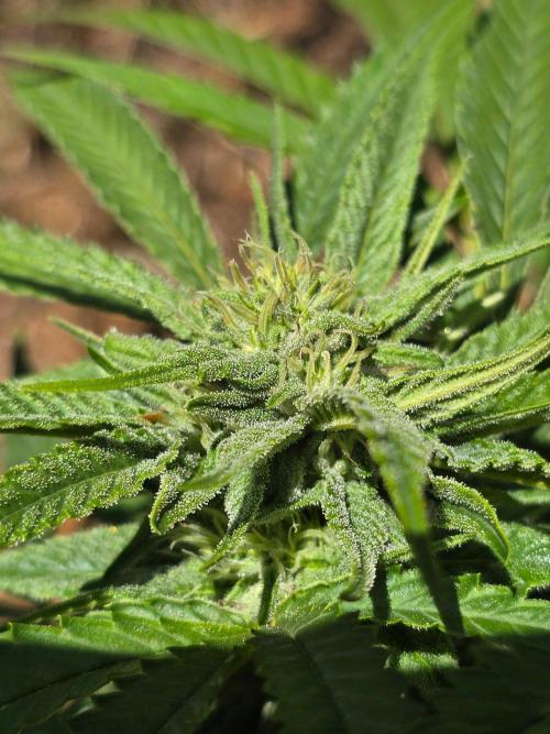 Outdoor like in the good old days. Week 27