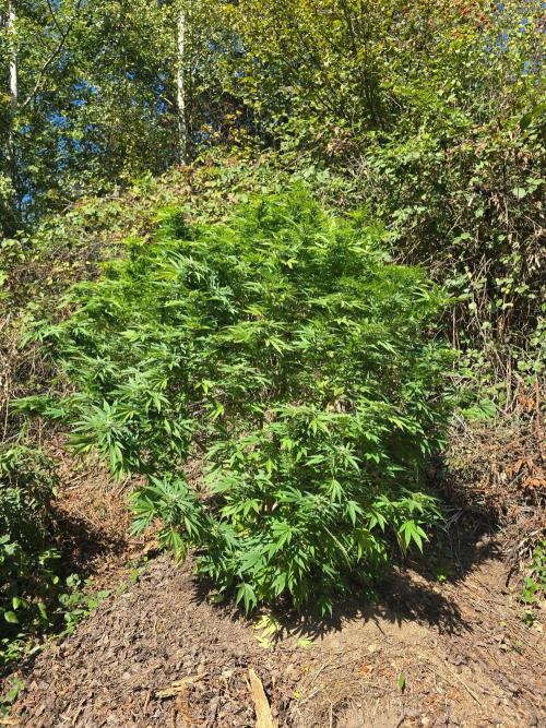 Outdoor like in the good old days. Week 27