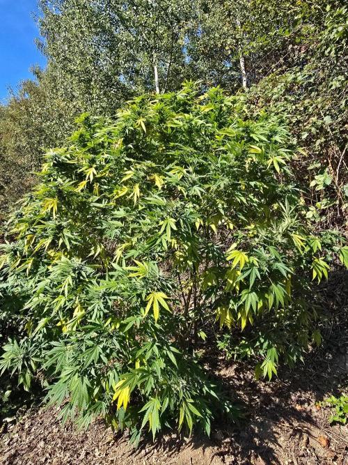 Outdoor like in the good old days. Week 28