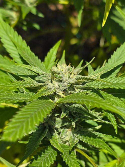 Outdoor like in the good old days. Week 28