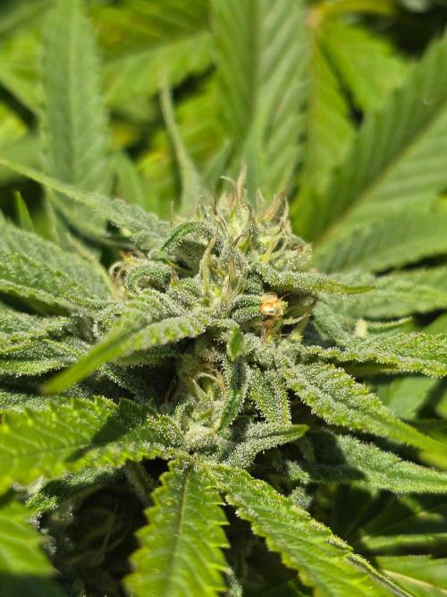 Outdoor like in the good old days. Week 28