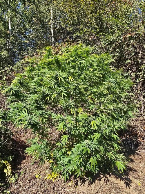 Hella Jelly. Week 28