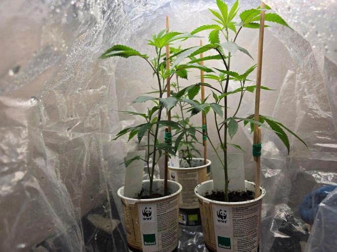 Fancy US Genetics. Week 1