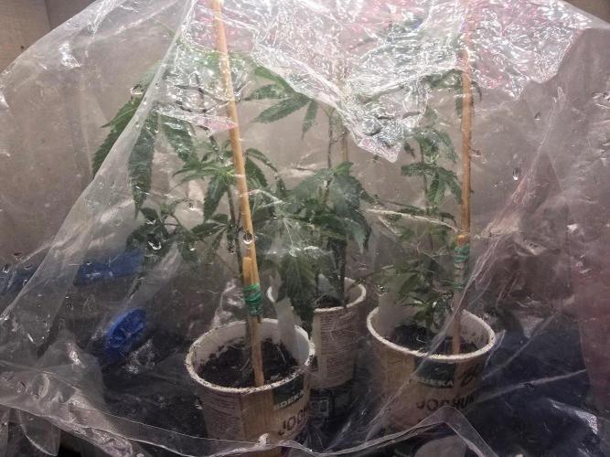 Fancy US Genetics. Week 1