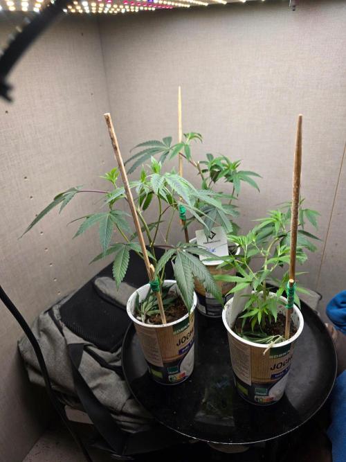 Fancy US Genetics. Week 1