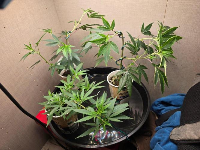 Fancy US Genetics. Week 2