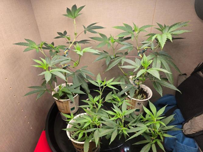 Fancy US Genetics. Week 2