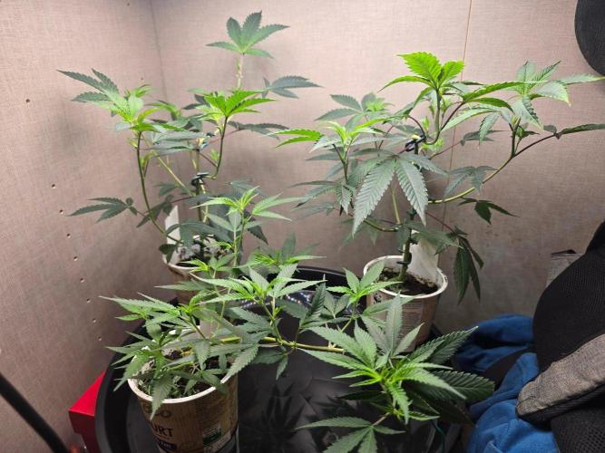 Fancy US Genetics. Week 3