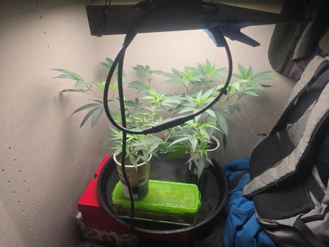 Fancy US Genetics. Week 3
