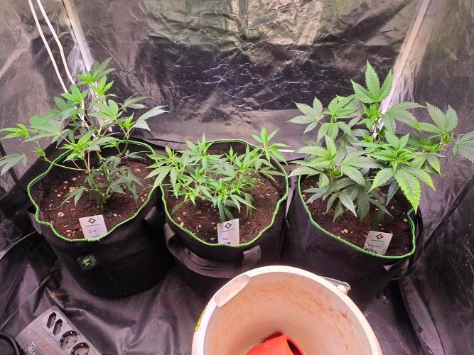 Fancy US Genetics. Week 4