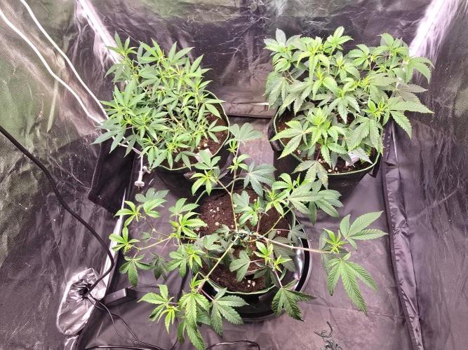 Fancy US Genetics. Week 4
