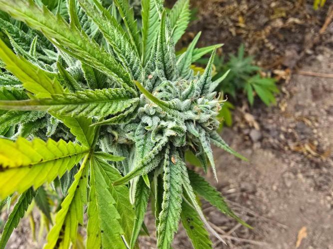 Outdoor like in the good old days. Week 29