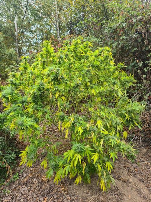 Outdoor like in the good old days. Week 29
