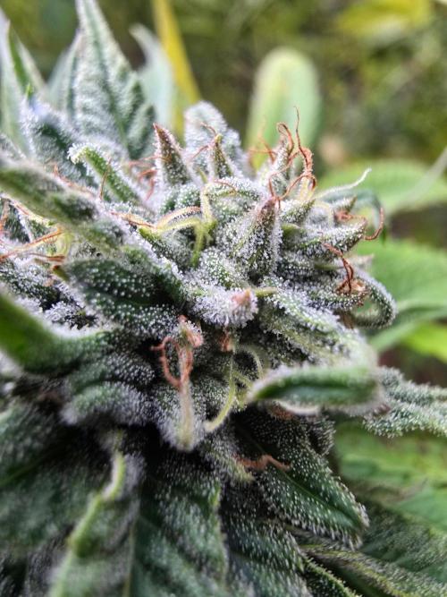 Outdoor like in the good old days. Week 29