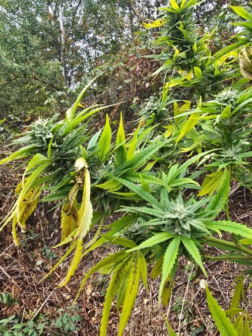 Outdoor like in the good old days. Week 29