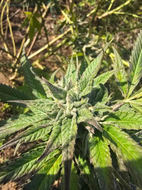 Outdoor like in the good old days. Week 30