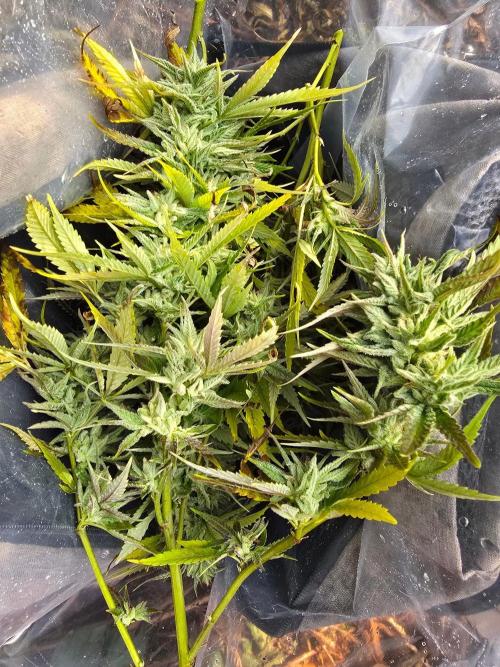 Outdoor like in the good old days. Week 31