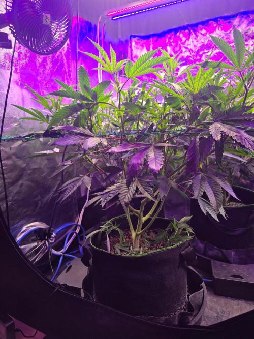 Fancy US Genetics. Week 6