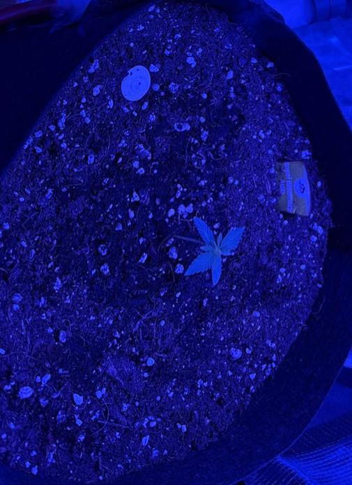 Royal bluematic. Week 1