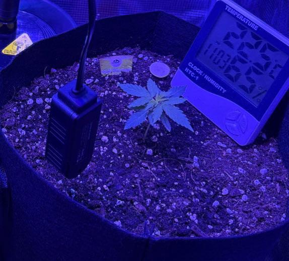 Royal bluematic. Week 2