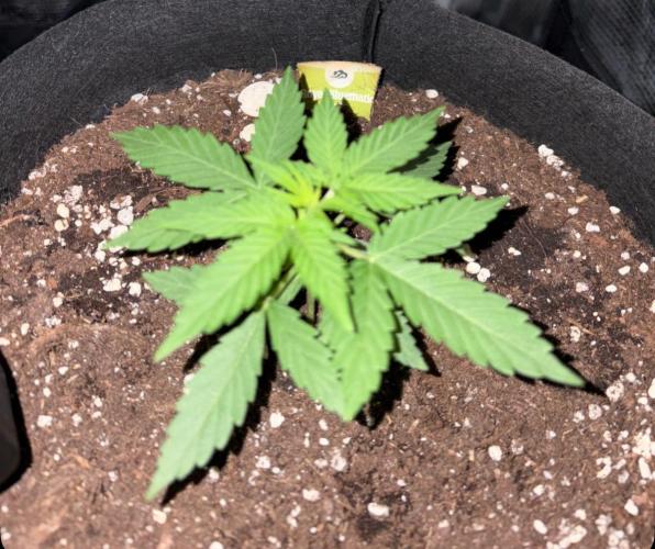 Royal bluematic. Week 3