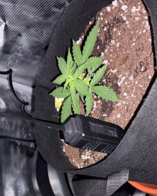 Royal bluematic. Week 3