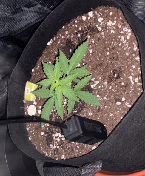 Royal bluematic. Week 3