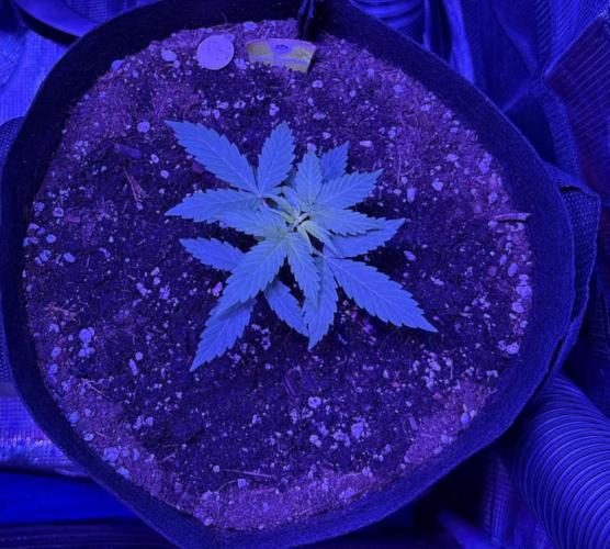 Royal bluematic. Week 3