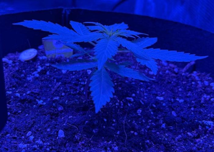 Royal bluematic. Week 3