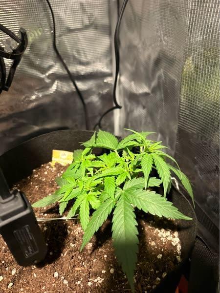 Royal bluematic. Week 4
