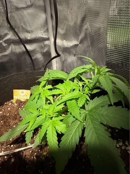 Royal bluematic. Week 4