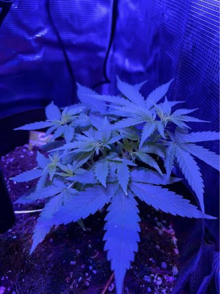 Royal bluematic. Week 4