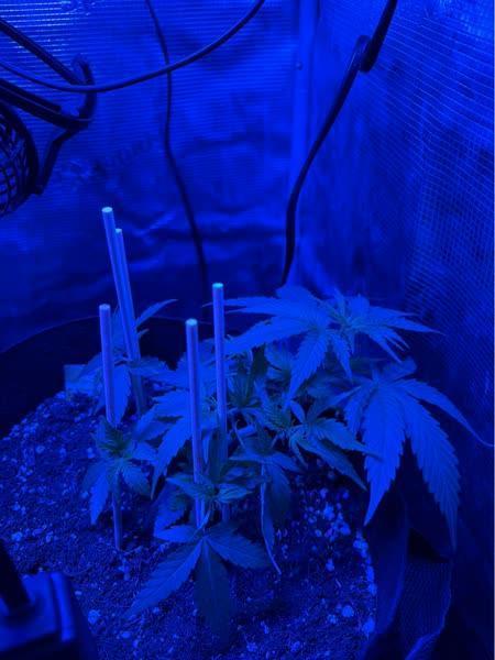 Royal bluematic. Week 4