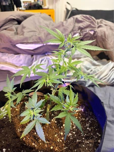 Royal bluematic. Week 5