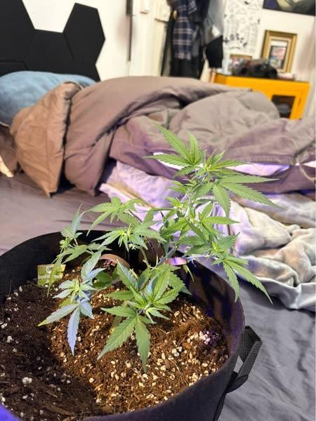 Royal bluematic. Week 5