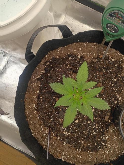 First Indoor Grow. Week 3 - Jealousy Fast 