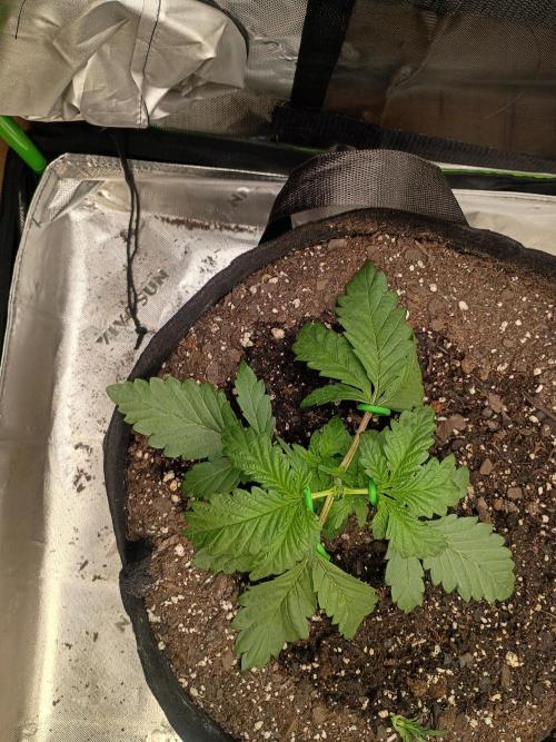 First Indoor Grow. Week 3 - Topped and Started LST on Jealousy Fast 