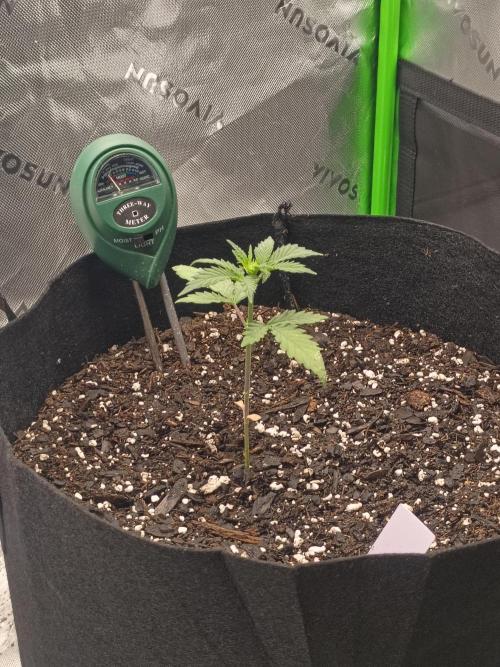 First Indoor Grow. Week 3 - Wedding Cake 