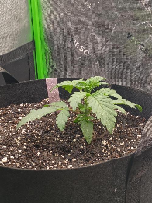 First Indoor Grow. Week 3 - Jealously Fast
day 20