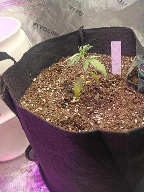 First Indoor Grow. Week 3 - Wedding Cake Auto
Day 20