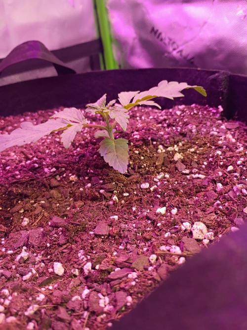 First Indoor Grow. Week 3 - Jealousy Fast 