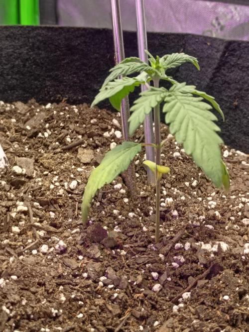 First Indoor Grow. Week 3 - Wedding cake recovering from Transplant into a 5gal. Autopot wick