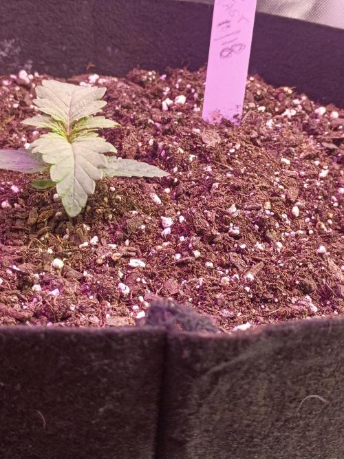 First Indoor Grow. Week 3 - Jealousy Fast 