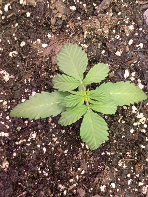 First Indoor Grow. Week 3 - Jealousy Fast 